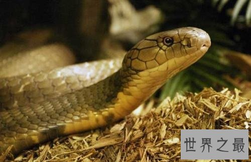 【图】世界上最毒的动物见到它们都要跑