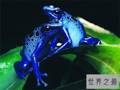 【图】世界上最毒的动物见到它们都要跑
