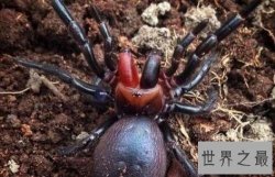 【图】世界上最毒的动物见到它们都要跑