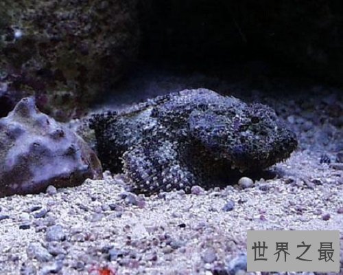 【图】世界上最毒的动物见到它们都要跑