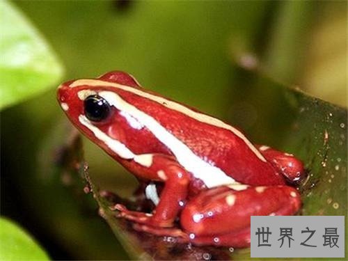 【图】世界上最毒的动物见到它们都要跑