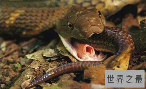 【图】世界上最毒的动物见到它们都要跑