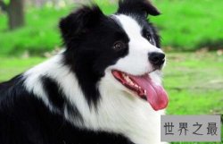 【图】世界名犬排行榜 是否有你钟爱的一种