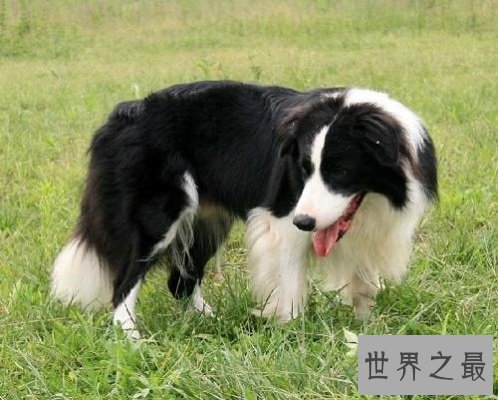 【图】世界名犬排行榜 能否有你宠爱的一种