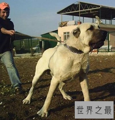 【图】世界名犬排行榜 能否有你宠爱的一种