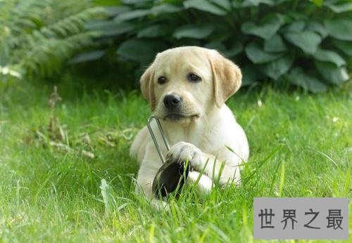 【图】世界名犬排行榜 能否有你宠爱的一种