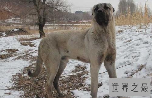 【图】世界名犬排行榜 能否有你宠爱的一种