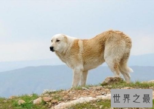 【图】世界名犬排行榜 能否有你宠爱的一种