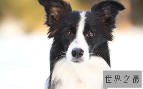 【图】世界名犬排行榜 能否有你宠爱的一种