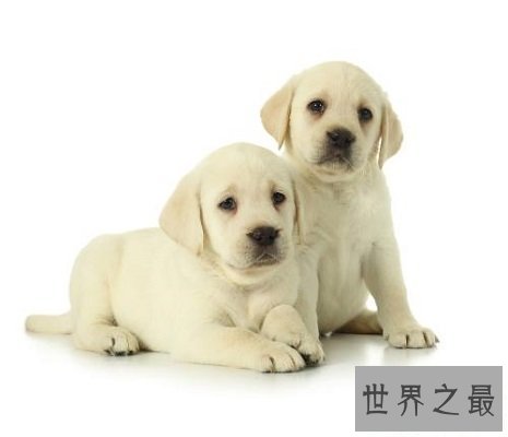 【图】世界名犬排行榜 能否有你宠爱的一种