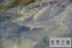 【图】非常珍稀且味道非常鲜美的一种鱼类哲罗鲑鱼