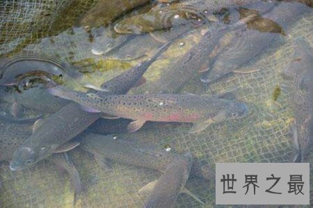【图】十分珍稀且味道十分鲜美的一种鱼类哲罗鲑鱼