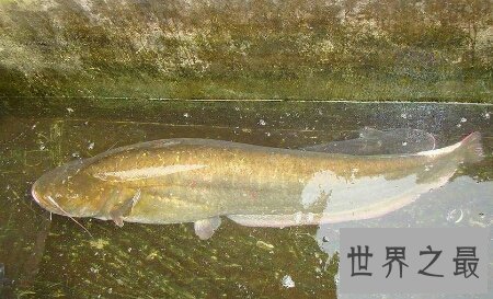 【图】十分珍稀且味道十分鲜美的一种鱼类哲罗鲑鱼