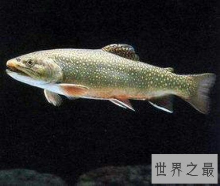 【图】十分珍稀且味道十分鲜美的一种鱼类哲罗鲑鱼
