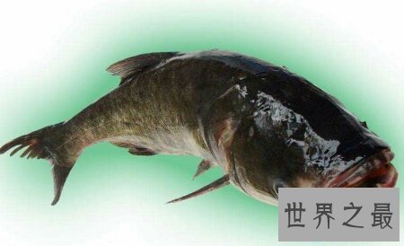【图】十分珍稀且味道十分鲜美的一种鱼类哲罗鲑鱼