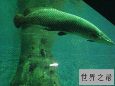 【图】十分珍稀且味道十分鲜美的一种鱼类哲罗鲑鱼
