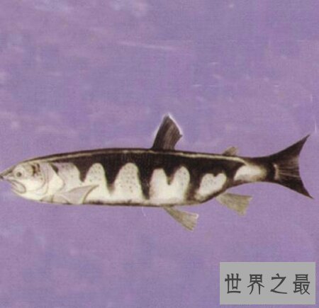【图】十分珍稀且味道十分鲜美的一种鱼类哲罗鲑鱼