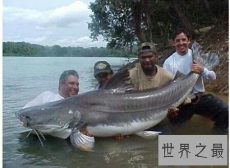 【图】十分珍稀且味道十分鲜美的一种鱼类哲罗鲑鱼