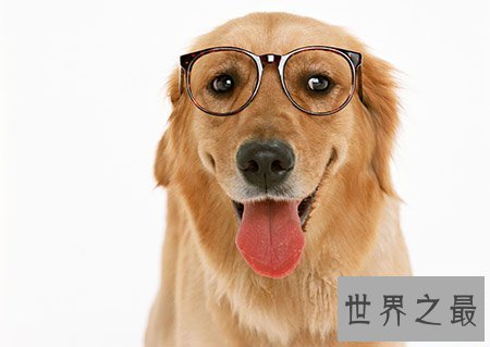 【图】寿命最长的狗你知道活了多久吗 他在那个国家呢