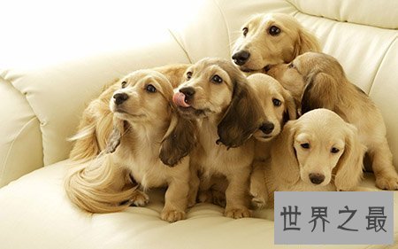 【图】寿命最长的狗你知道活了多久吗 他在那个国家呢