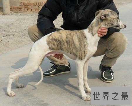 【图】寿命最长的狗你知道活了多久吗 他在那个国家呢