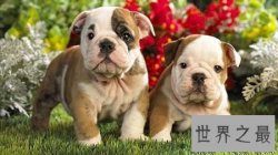 【图】寿命最长的狗你知道活了多久吗 他在那个国家呢