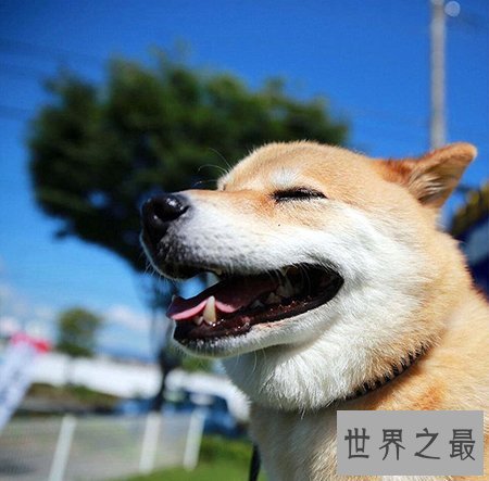 【图】寿命最长的狗你知道活了多久吗 他在那个国家呢