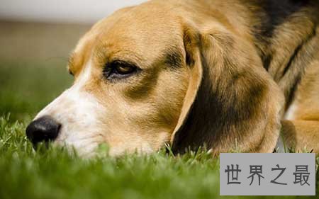 【图】寿命最长的狗你知道活了多久吗 他在那个国家呢