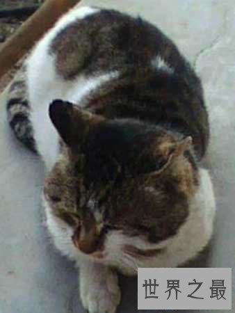 【图】猫的寿命有多久 猫咪可能陪着人类度过多久的时