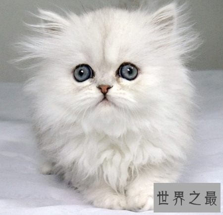 【图】猫的寿命有多久 猫咪可能陪着人类度过多久的时