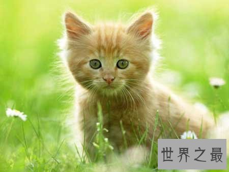 【图】猫的寿命有多久 猫咪可能陪着人类度过多久的时