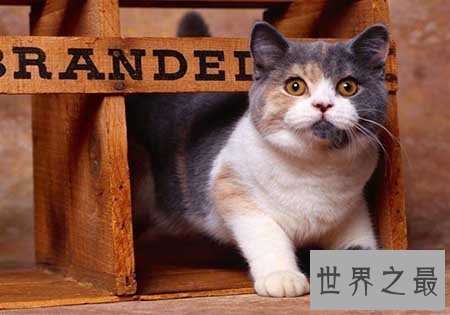【图】猫的寿命有多久 猫咪可能陪着人类度过多久的时