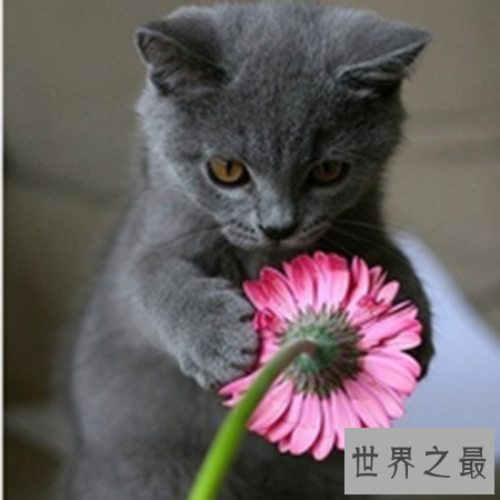 【图】猫的寿命有多久 猫咪可能陪着人类度过多久的时