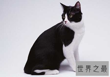 【图】猫的寿命有多久 猫咪可能陪着人类度过多久的时