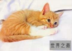 【图】猫的寿命有多久 猫咪可以陪着人类度过多久的时