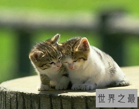 【图】猫的寿命有多久 猫咪可能陪着人类度过多久的时