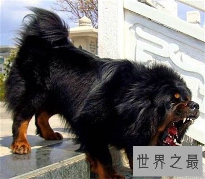 【图】藏獒多少钱一只 看看存多久钱能买一只