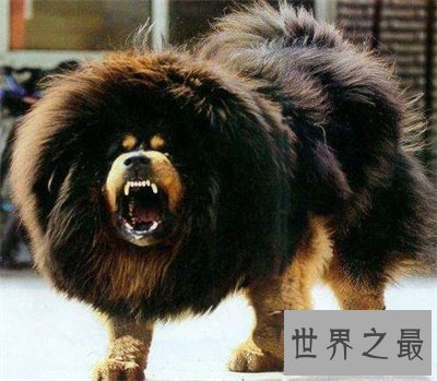 【图】藏獒多少钱一只 看看存多久钱能买一只