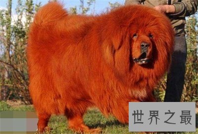 【图】藏獒多少钱一只 看看存多久钱能买一只