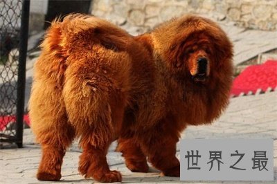 【图】藏獒多少钱一只 看看存多久钱能买一只