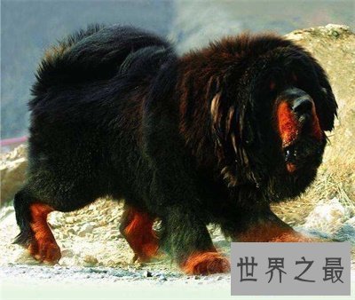 【图】藏獒多少钱一只 看看存多久钱能买一只