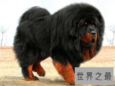 【图】藏獒多少钱一只 看看存多久钱能买一只