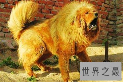 【图】藏獒多少钱一只 看看存多久钱能买一只