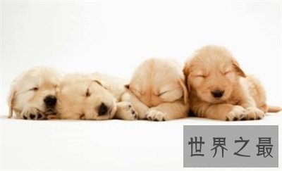 【图】狗的寿命是几年 看完整心酸啊