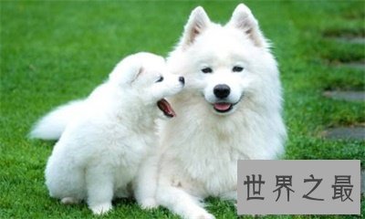 【图】狗的寿命是几年 看完整心酸啊