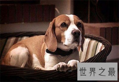 【图】狗的寿命是几年 看完整心酸啊