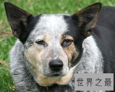 【图】狗的寿命是几年 看完整心酸啊