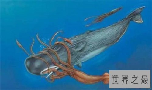 【图】巨枪乌贼 世界上最大的乌贼是抹香鲸的死敌
