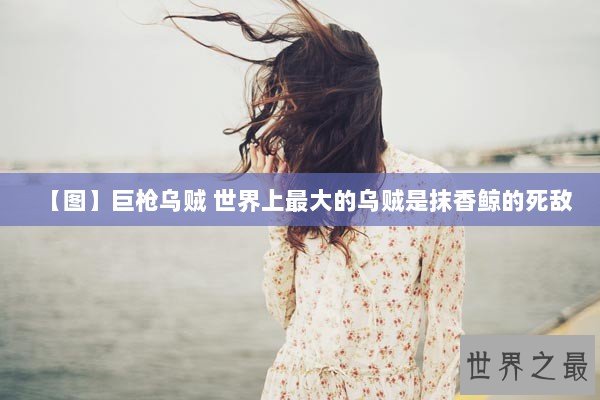 【图】巨枪乌贼 世界上最大的乌贼是抹香鲸的死敌 【图】巨枪乌贼 世界上最大的乌贼是抹香鲸的死敌