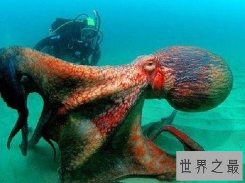 【图】巨枪乌贼 世界上最大的乌贼是抹香鲸的死敌